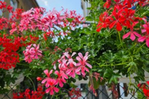  Gėlininkės atrado naują trąšą: šios virtuvės atliekos pelargonijas priverčia gausiai žydėti iki šalnų