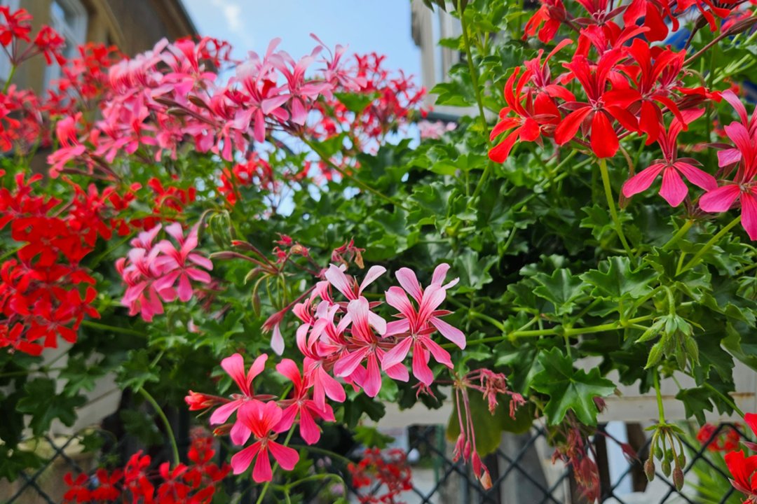  Gėlininkės atrado naują trąšą: šios virtuvės atliekos pelargonijas priverčia gausiai žydėti iki šalnų