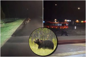 Vilniaus pakraštyje – vėl rudasis lokys: specialistai primena, kaip elgtis