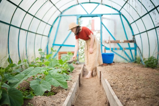 Pomidorų kerų mažėja net lietuvių šiltnamiuose: štai ką renkasi šalia jų 