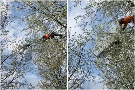 Katės gelbėjimas Vilniuje vos nesibaigė nelaime: į medį įsikabanojusią keturkoję gelbėjo aukštalipys