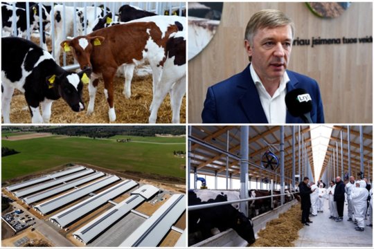 Ferma iš ateities: karvėms čia groja klasikinė muzika, sveikatą stebi modernios technologijos