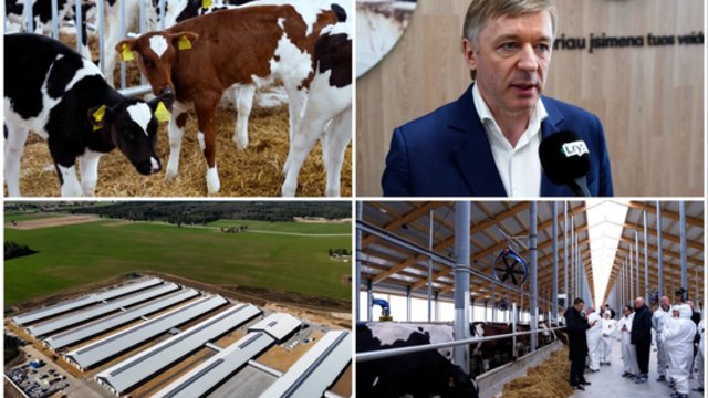 Ferma iš ateities: karvėms čia groja klasikinė muzika, sveikatą stebi modernios technologijos