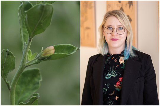 Indija uždraudė ašvagandų lapus maisto papilduose: ką tai reiškia lietuviams?
