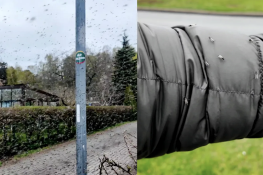 Kuršių marių pakrantėje – vabzdžių pasiutpolkė: fantastiškai daug