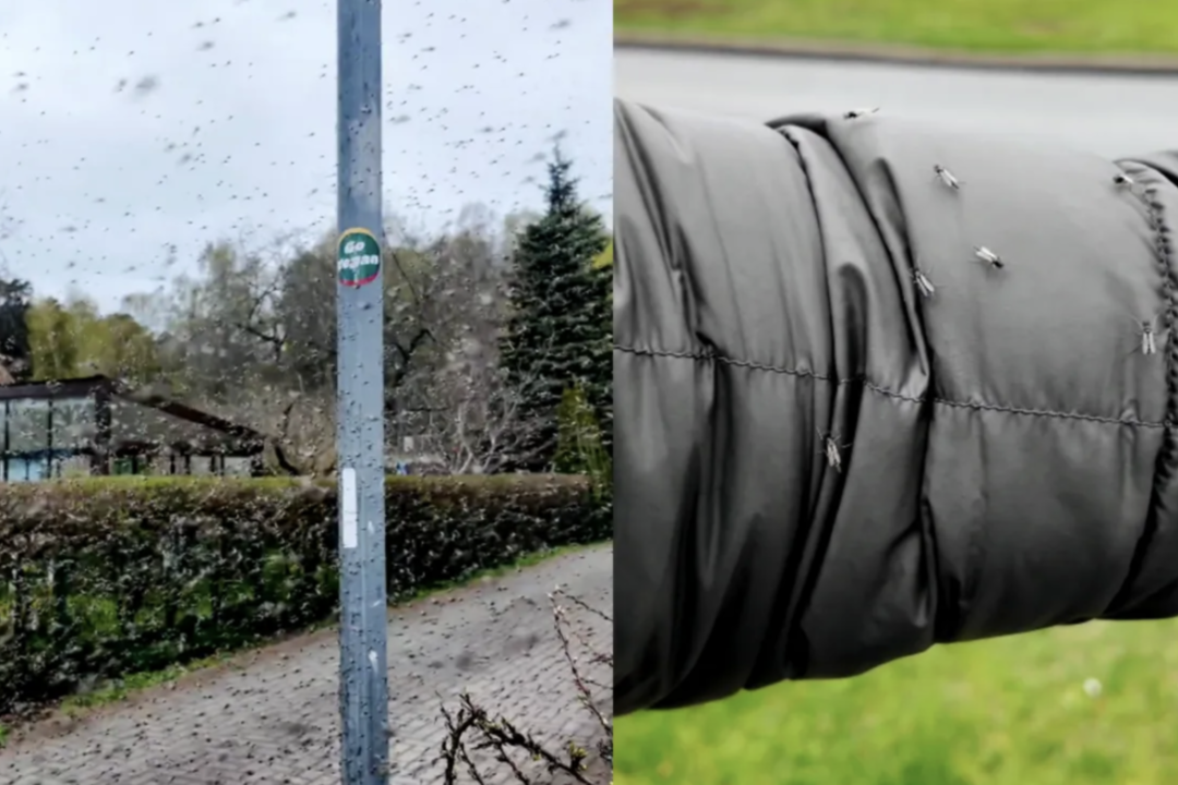 Kuršių marių pakrantėje – vabzdžių pasiutpolkė: fantastiškai daug
