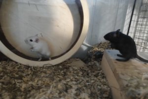 Vos pastebimos, bet nepaprastai aktyvios: šios pelytės jūsų širdį užkariaus pamažu