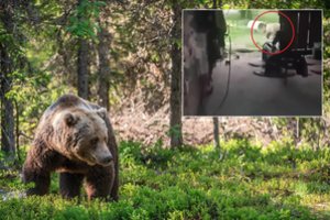 Kaimyninėje Lenkijoje – dar vienas susidūrimas su lokiu: „Jis mane puolė“