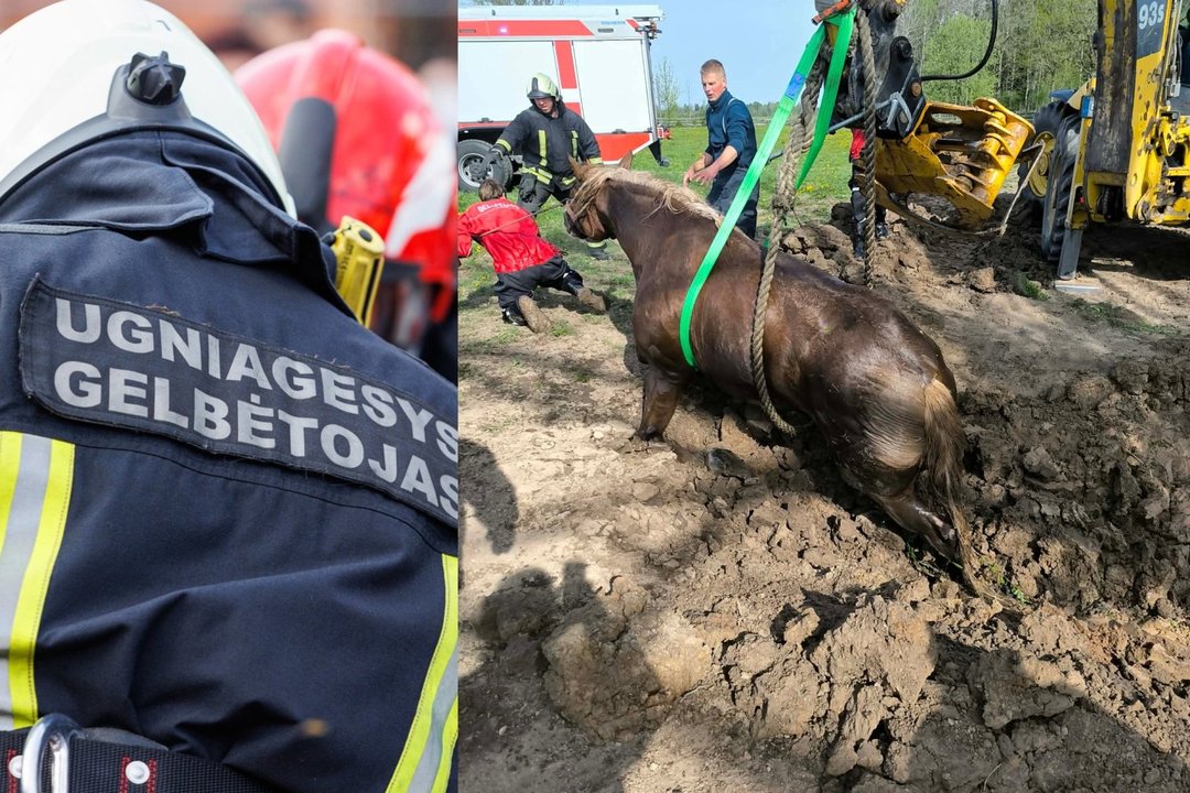 Dramatiška operacija Tauragės r.: į tvenkinį įkritusį gyvūną traukė ugniagesiai ir ekskavatorius