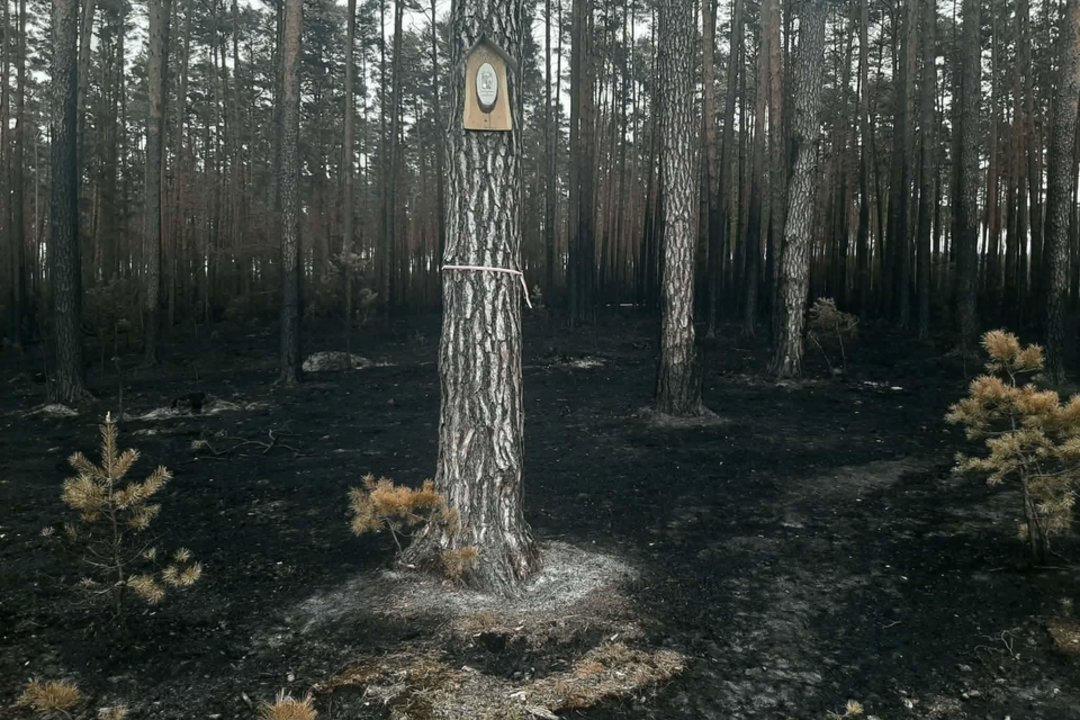 Lenkijoje miško gaisras sunaikino viską, išskyrus koplytėlę: prakalbo apie stebuklą ir ženklą