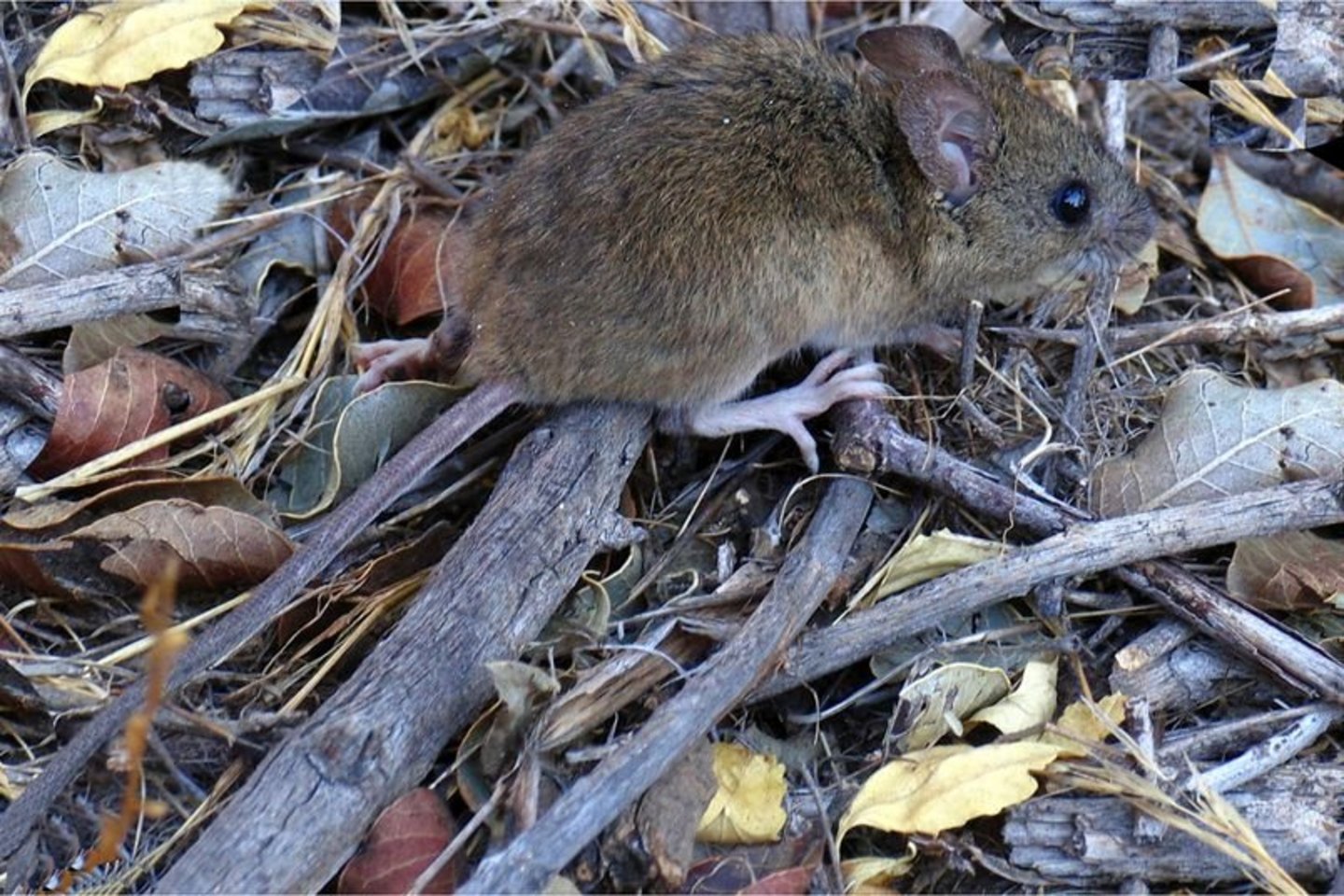 Nykštukinė ryžių žiurkė (Oligoryzomys longicaudatus).<br> Wikimedia commons.