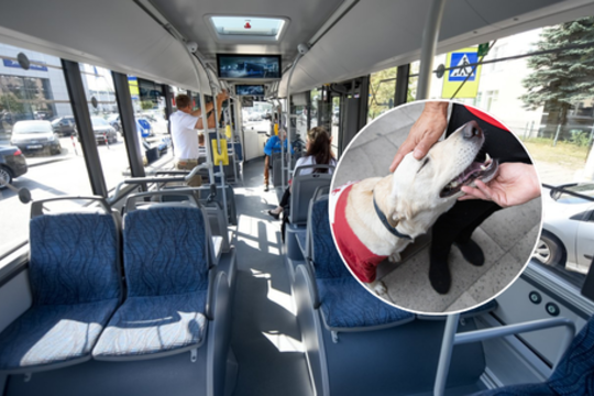 Kaune planuojama leisti viešuoju transportu važiuoti ir šunims pagalbininkams