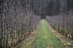Žagarės seniūnijoje vagių grobiu tapo vaismedžiai