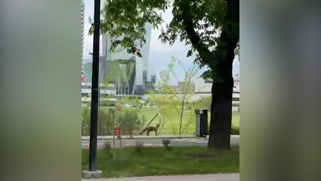 Vilniaus gatvėse – netikėtas svečias: užfiksavo gatve lakstančią lapę