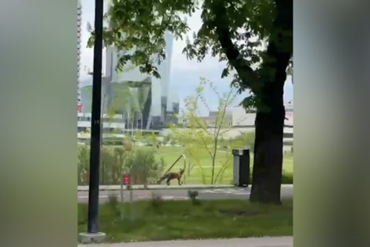 Vilniaus gatvėse – netikėtas svečias: užfiksavo gatve lakstančią lapę
