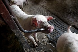 Milžiniškame Lenkijos kiaulių komplekse – pavojingo viruso protrūkis: įspėja ir Lietuvos ūkius