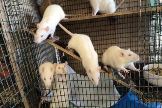 Geresnių „sekimo kamerų“ nerasite: 7 baltos smalsuolės ieško mylinčių namų