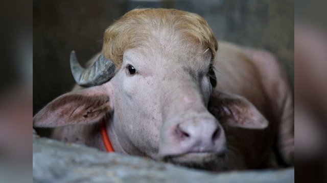 Retas albinosas buivolas tapo netikėta įžymybe: praminė garsaus lyderio vardu