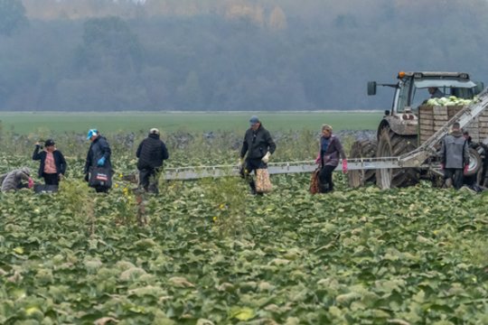 Darbo inspekcija įspėja ūkininkus – patikrinimų geriau nelaukite: gresia tūkstantinės baudos