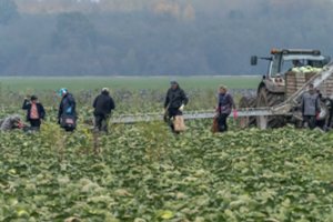 Darbo inspekcija įspėja ūkininkus – patikrinimų geriau nelaukite: gresia tūkstantinės baudos