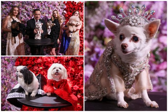 Niujorke – prabangus renginys šunims: užfiksavo įspūdingus keturkojų apdarus