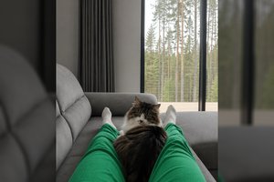 Kodėl katės miega prie arba ant šeimininko kojų: netikėtas paaiškinimas