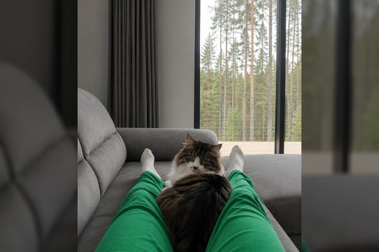Kodėl katės miega prie arba ant šeimininko kojų: netikėtas paaiškinimas
