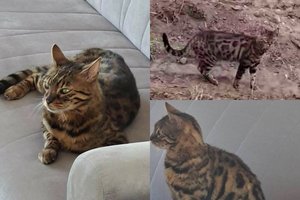 Skubiai prašo pagalbos: dingo retos veislės katinas