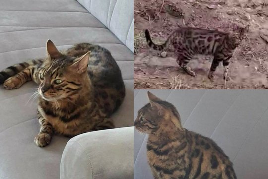 Skubiai prašo pagalbos: dingo retos veislės katinas