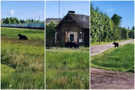 Aukštaitijoje – netikėtas svečias: į miestelį atklydo rudasis lokys