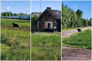 Aukštaitijoje – netikėtas svečias: į miestelį atklydo rudasis lokys