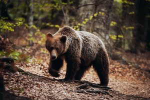 Dėl įsidrąsinusių meškų – sąmyšis Lenkijoje: nežino, kaip elgtis