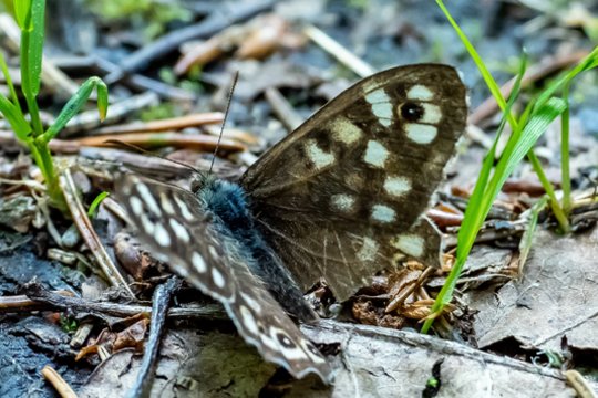 Vardų reikšmės: birželio 1–7 d. varduvininkai