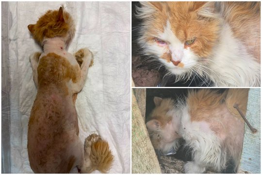 Rasto katinėlio būklė sukrėtė net visko mačiusius: „Ašarų pakalnė“
