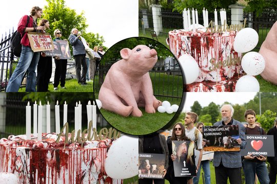 Proteste – be nuskausminamųjų kastruojamų paršelių žviegimas: užfiksavo, kas vyko