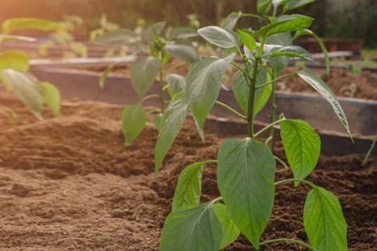 Paprika po pasodinimo atrodo apmirusi? Štai ką reikia padaryti kuo greičiau