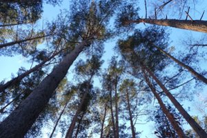 Žmonės sunerimo dėl ruduojančių medžių: specialistai paaiškino – kalta radiacija