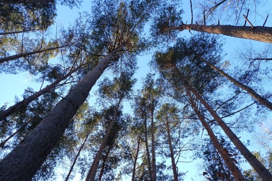 Žmonės sunerimo dėl ruduojančių medžių: specialistai paaiškino – kalta radiacija