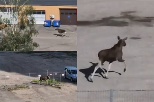 Netikėtas svečias Kaune: gyventojai pranešė apie bėgiojantį briedį