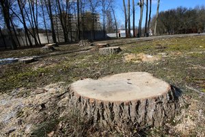 Tauragės rajone į svetimą sklypą įsisukusių vagių grobiu tapo 94 medžia