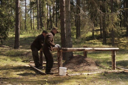 Miške tai pamačius prašo nelįsti: net nedidelis įsikišimas gali sutrikdyti visą koloniją