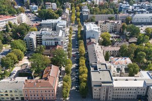 Susirūpinus Laisvės alėjos liepomis – griežtas specialisto verdiktas: „Po 50 metų miestuose nebus senų medžių“