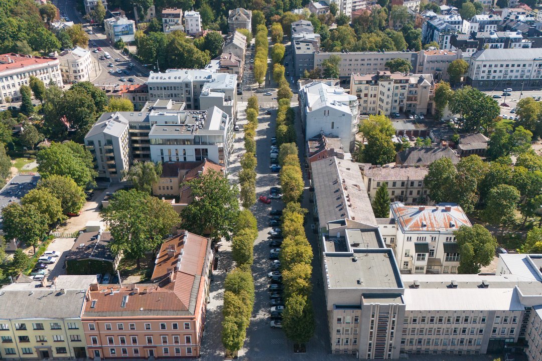 Susirūpinus Laisvės alėjos liepomis – griežtas specialisto verdiktas: „Po 50 metų miestuose nebus senų medžių“