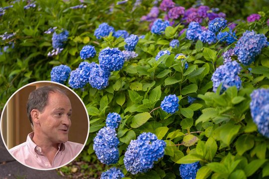 Karaliaus sodininkas atskleidė, kaip sustiprinti hortenzijų spalvą: tai atlikti gali kiekvienas