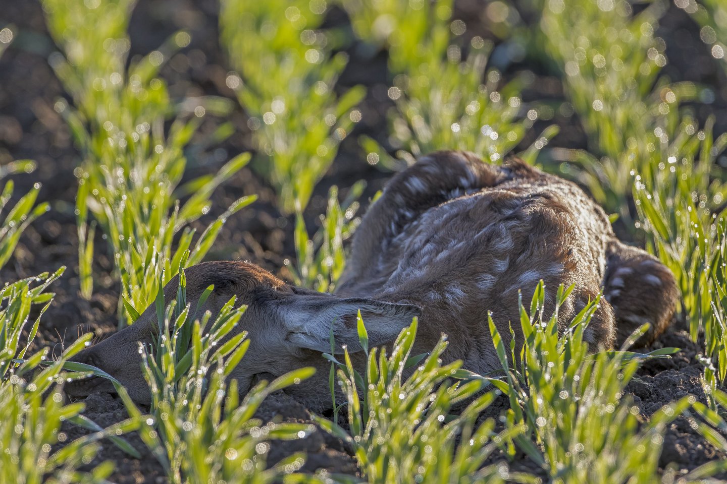 Laukuose jauniklius veda stirnos, kiškiai, peri kurapkos, griežlės, tilvikai, putpelės, daug žvirblinių paukščių, todėl, jei tik leidžia ūkininkavimo sąlygos, verta vengti labai ankstyvo šienavimo, o prieš tai darant patikrinti, ar pieva tuščia.<br>D.Babelio nuotr.