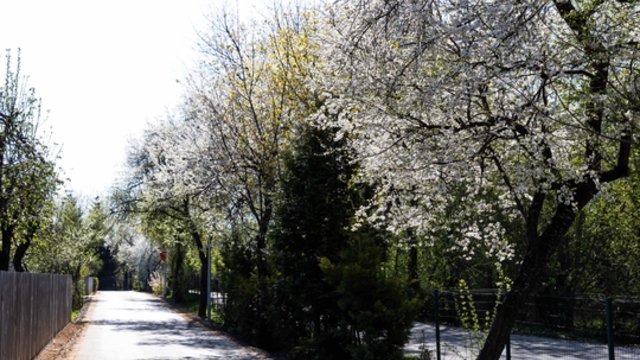 Pavasarį palydėsime žvarbiai: savaitgalį palis, kai kur pasirodys šalnos