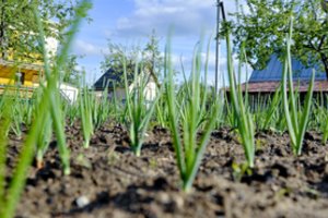 Gali apsaugoti visą svogūnų derlių: pabarstykite tuo tarpueilius, nereikės jokios chemijos