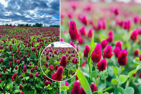 Pražydo užburianti purpurinė jūra – žmonės stoja fotografuotis, tačiau jiems turi svarbų prašymą