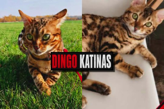 Dingus retos veislės katinui į dangų pakelti dronai: šeimininkai turi vieną prašymą