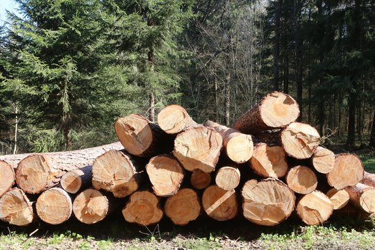 Tauragės rajone siautėjo medienos vagys